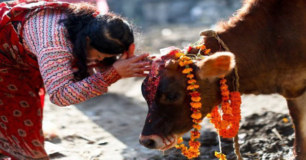 यमपञ्चकको चौथो दिन आज  गाई र गोरु तिहार मनाइँदै !