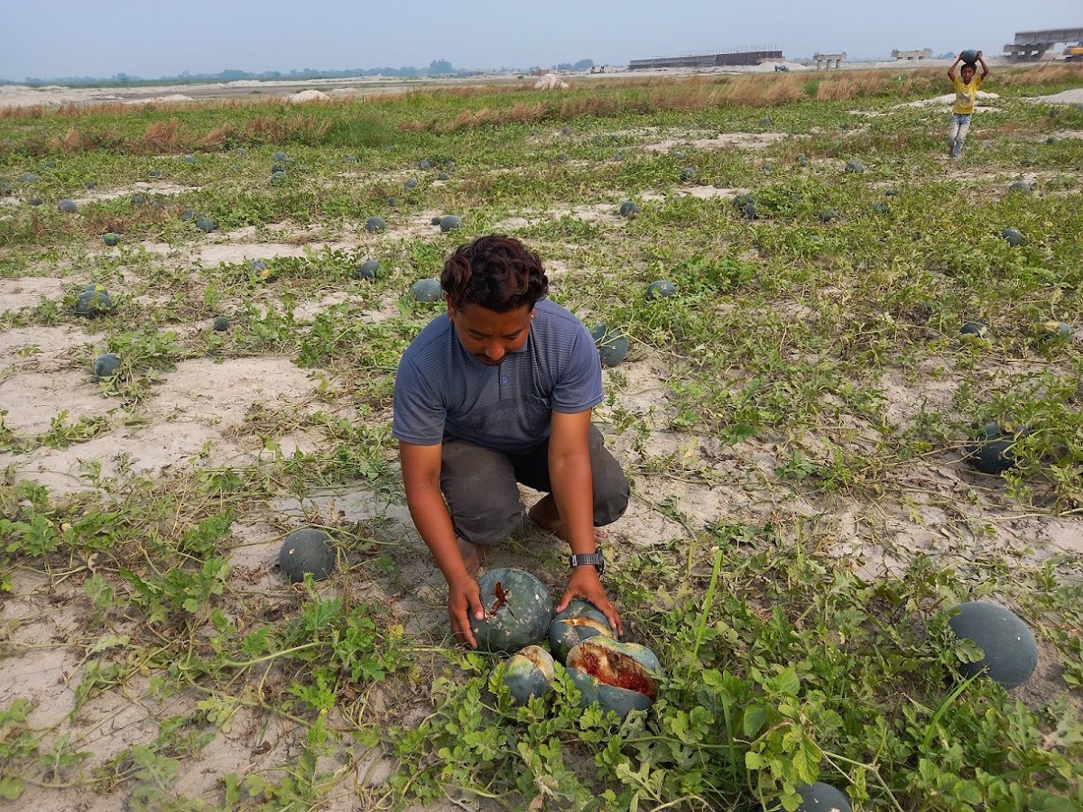 किसानलाई सधैँ पीडा : लगाएको बाली उठाउन नपाई क्षति