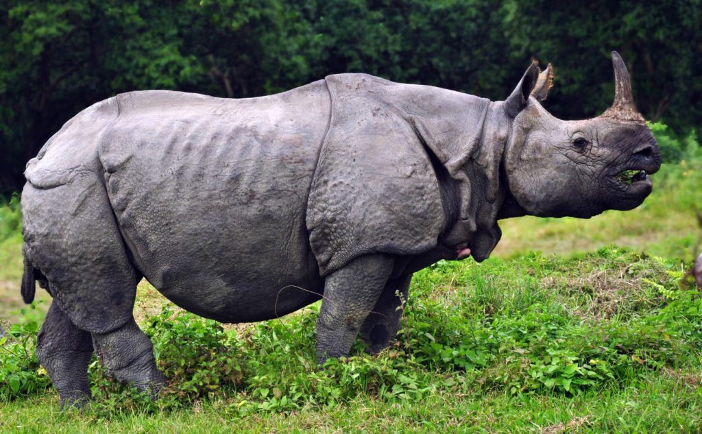 बाढीले बगाएर मर्यो गैँडा